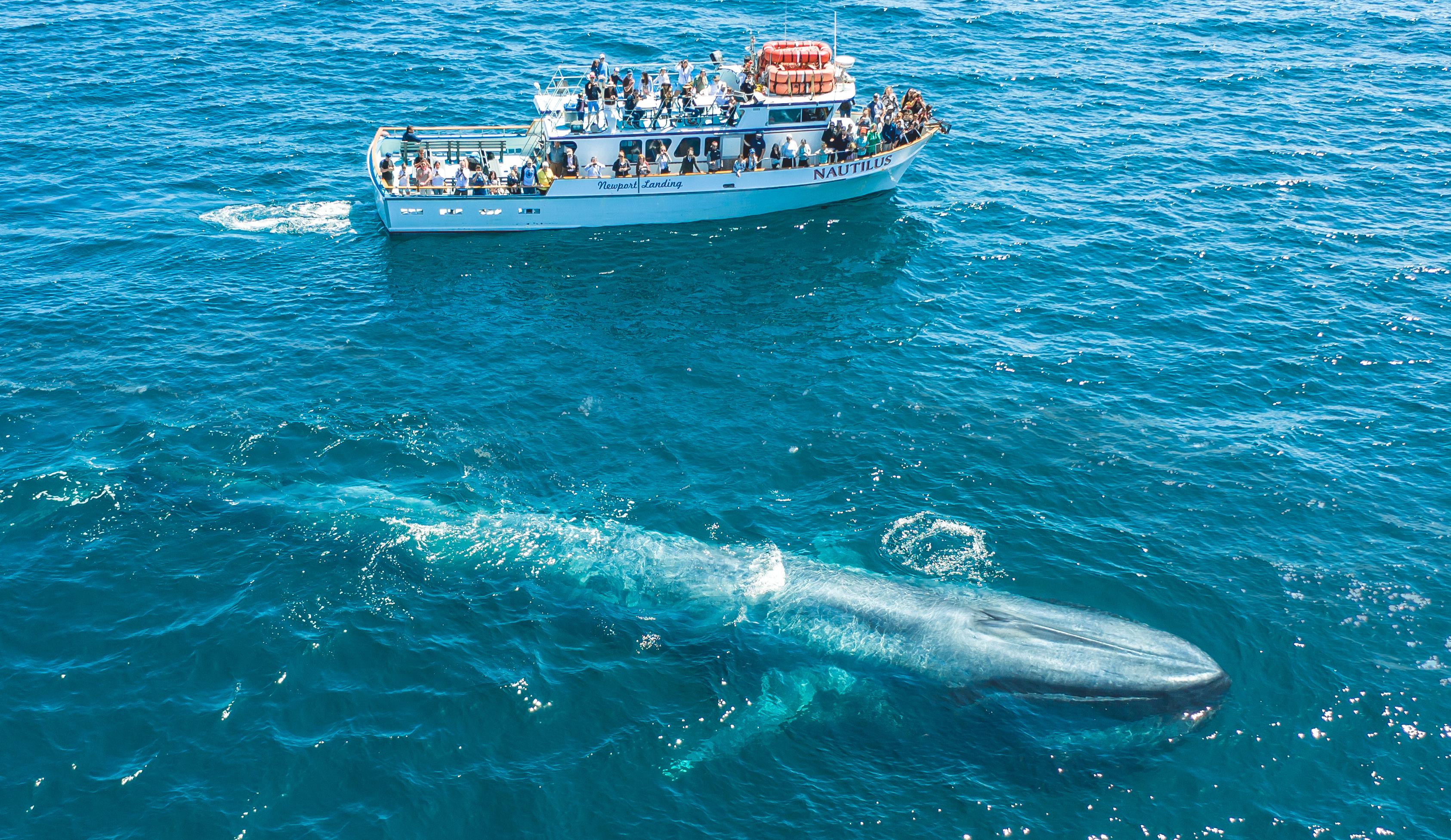 manhattan-beach-whale-watching-cruises