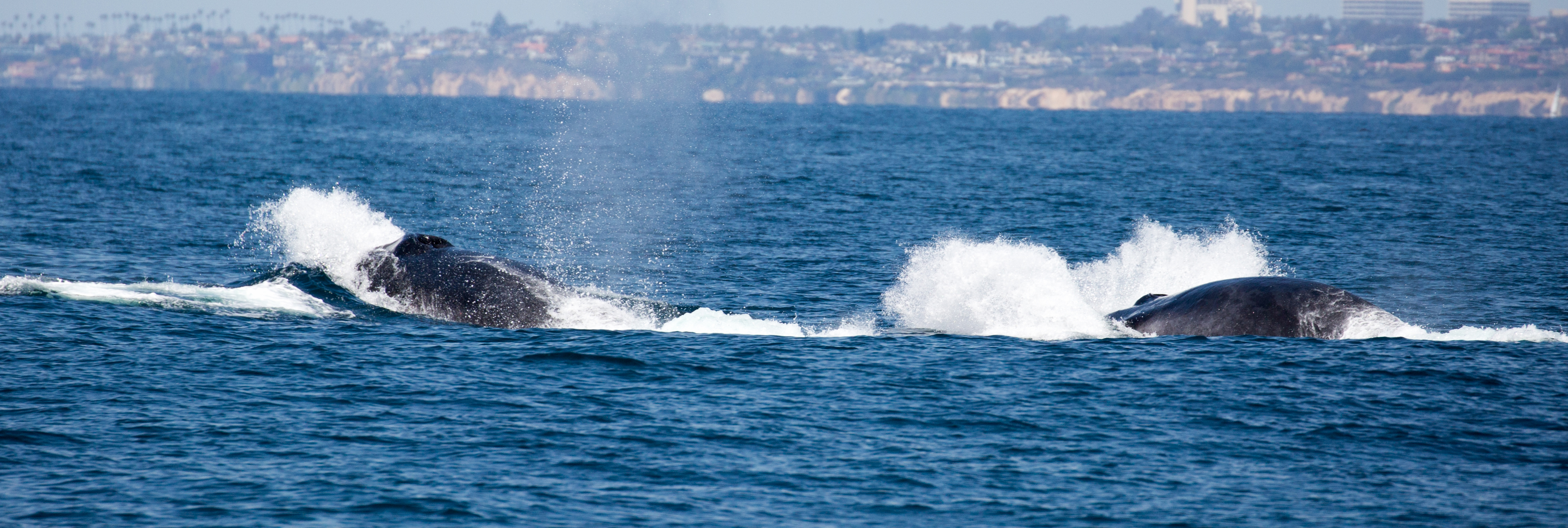 finback-whale-watching-manhattan-beach-tours