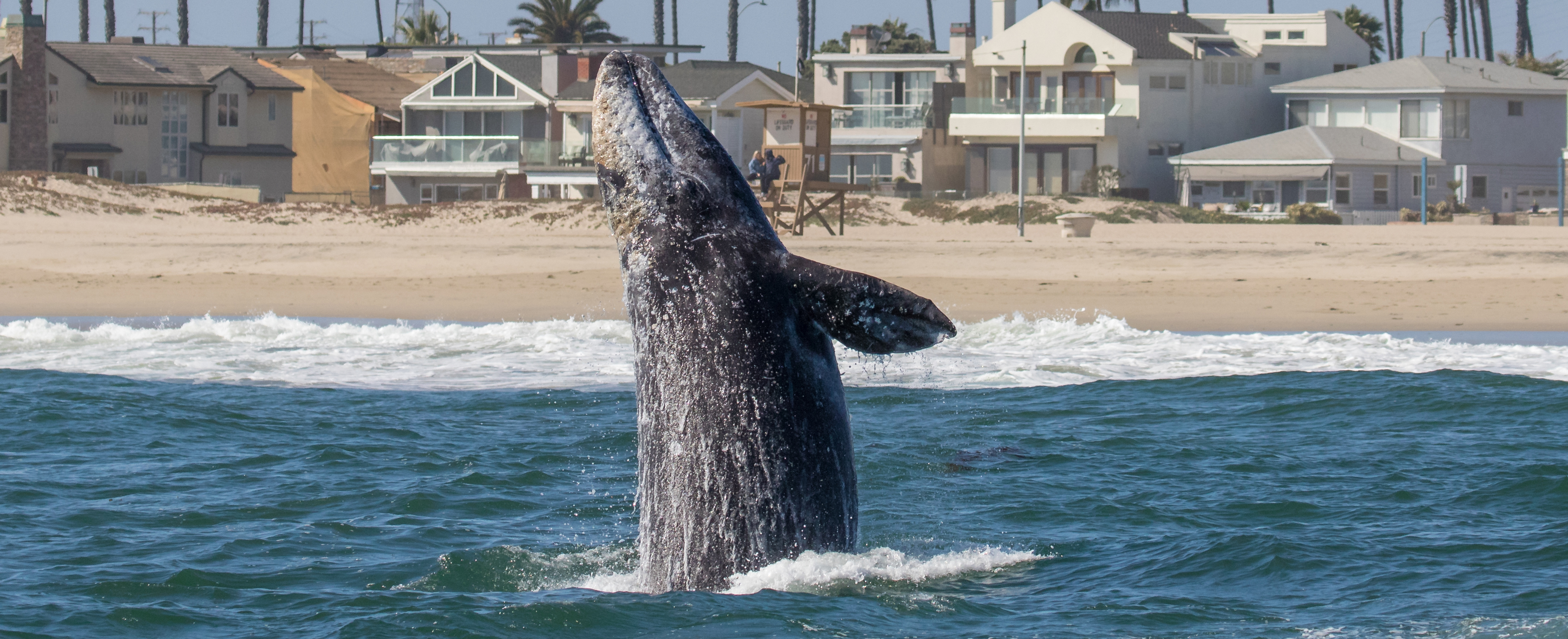 manhattan-beach-gray-whales