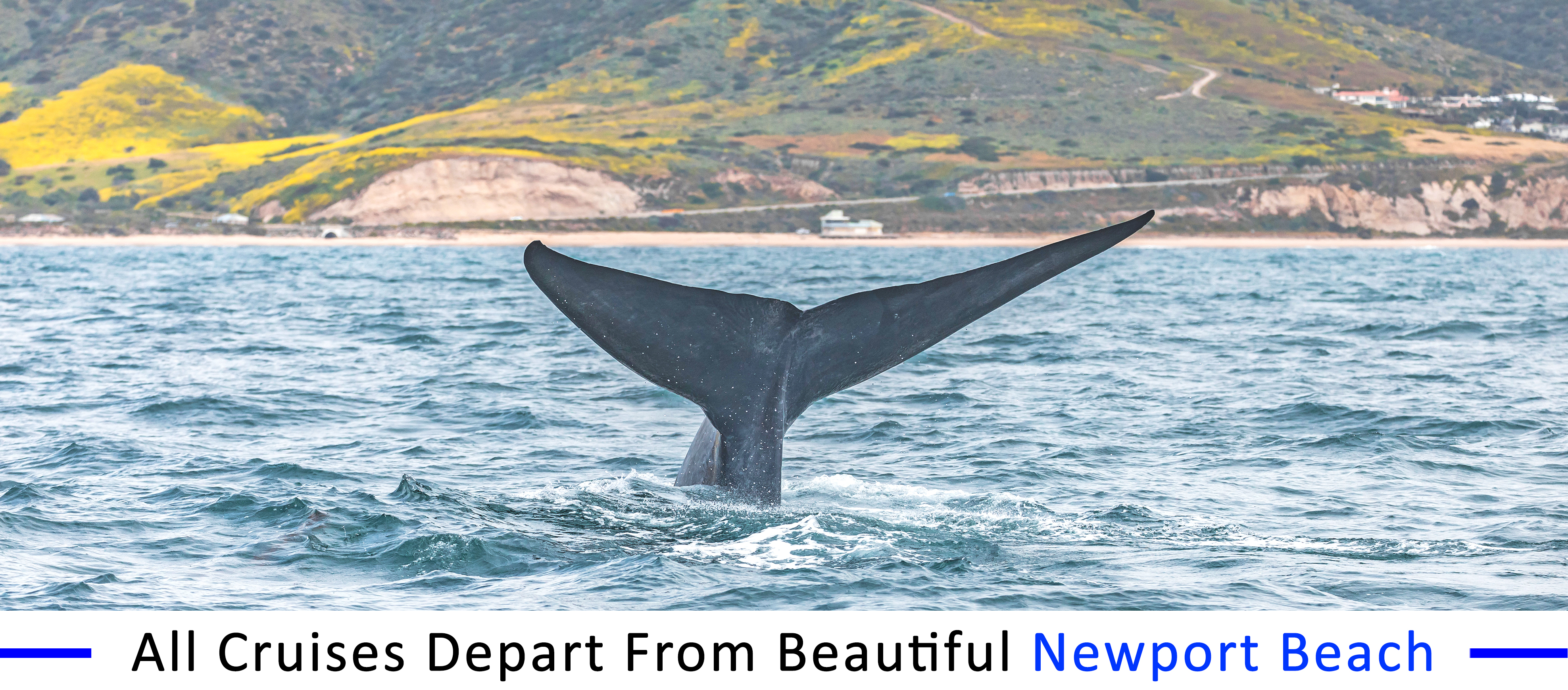 whale-watching-Manhattan-beach-group-pricing