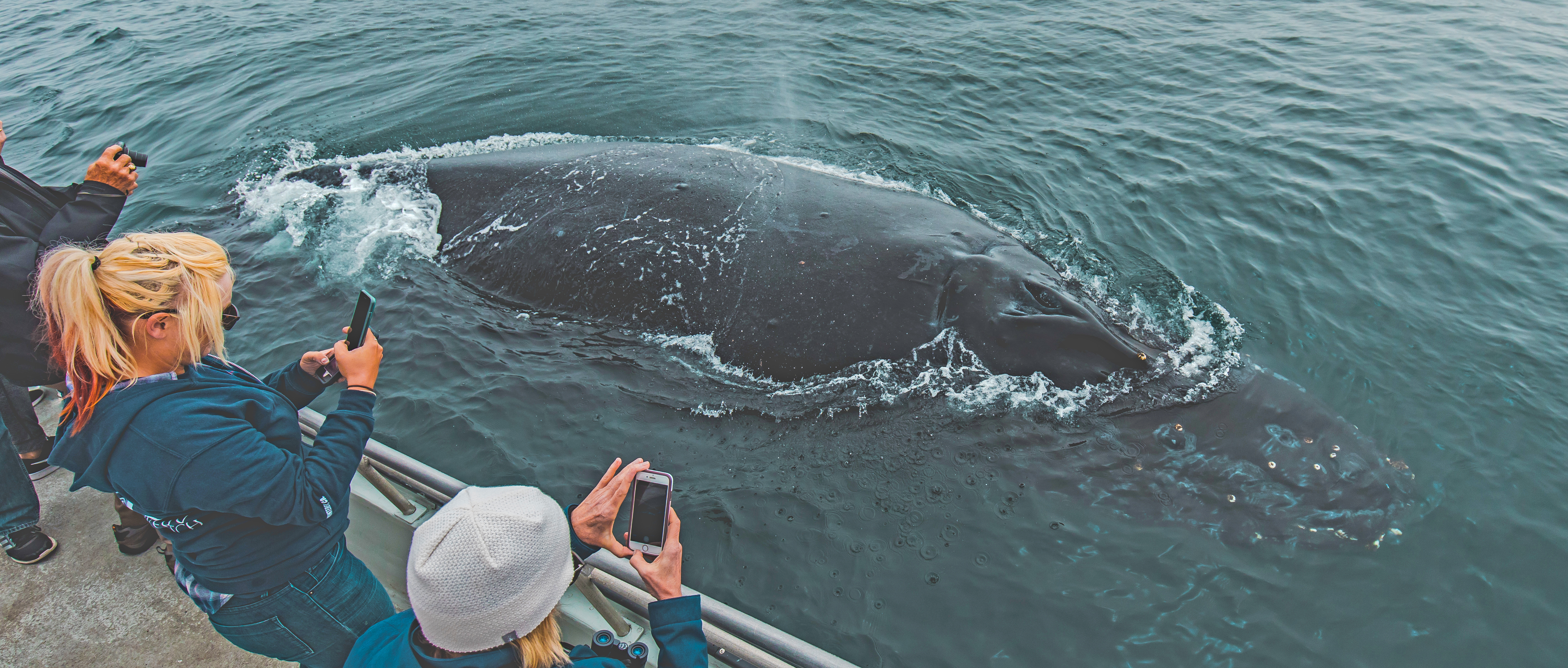 manhattan-beach-humpback-whale-watch