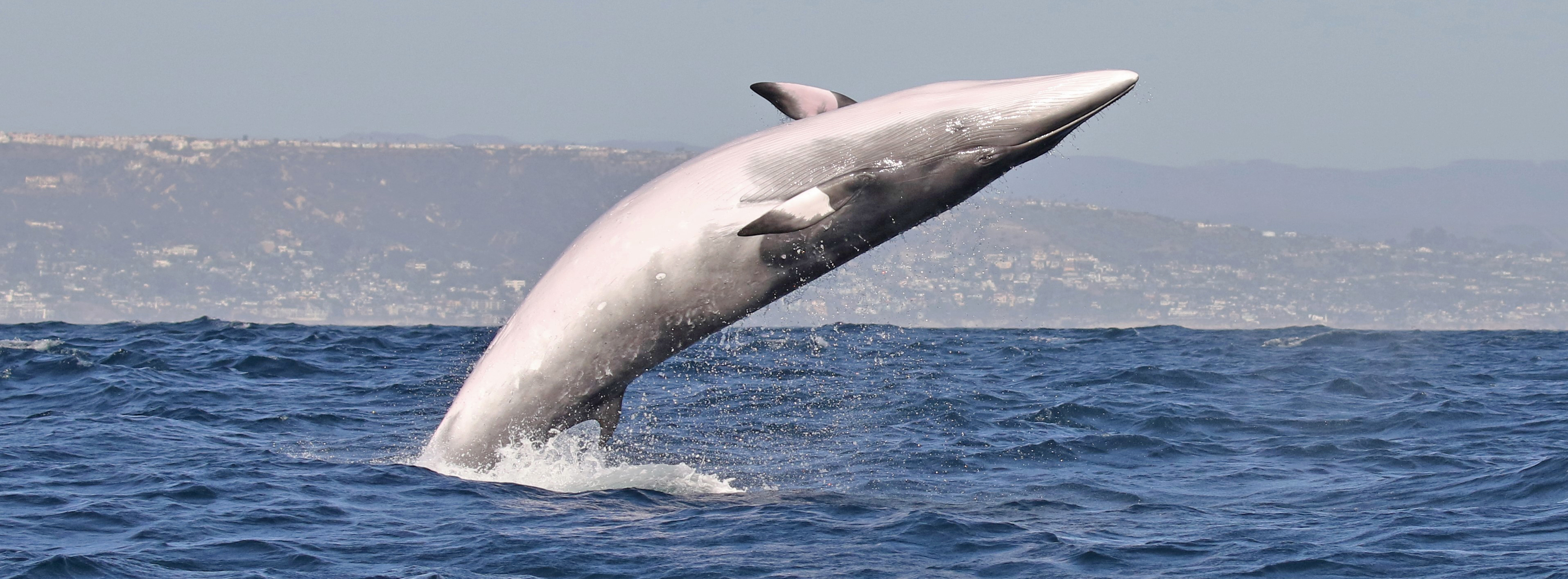 manhattan-beach-minke-whale