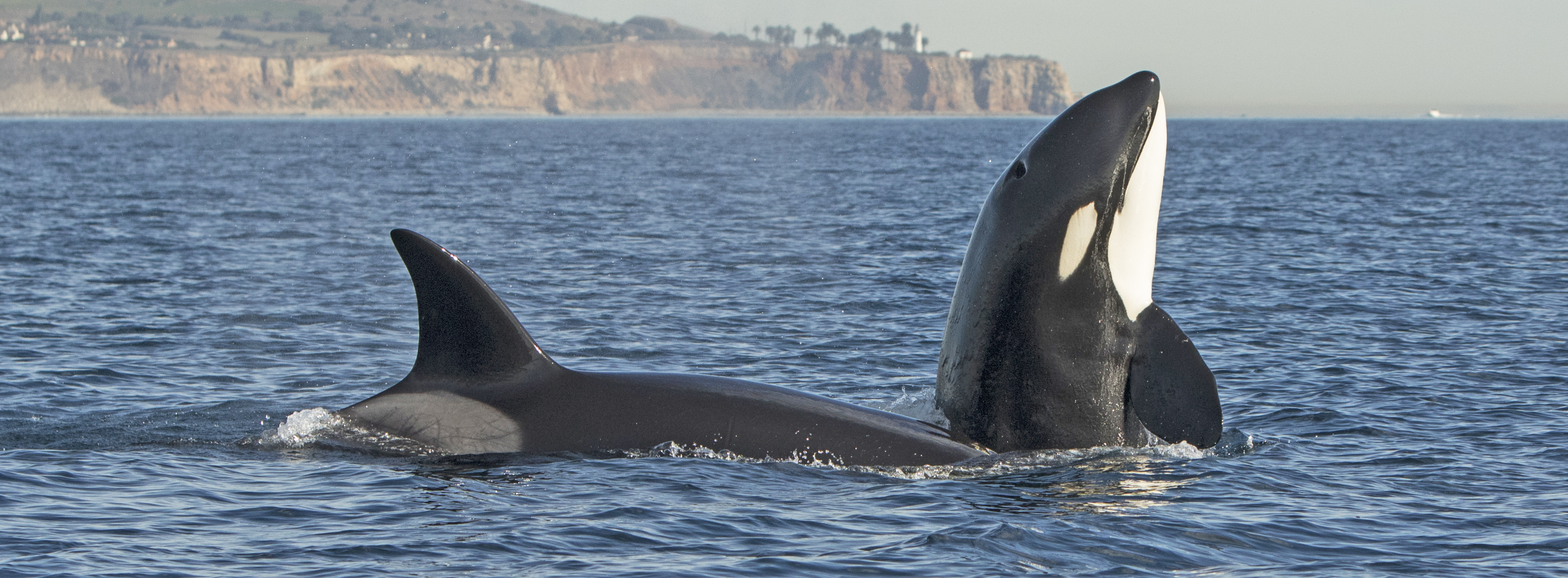 killer-whales-manhattan-beach-trip