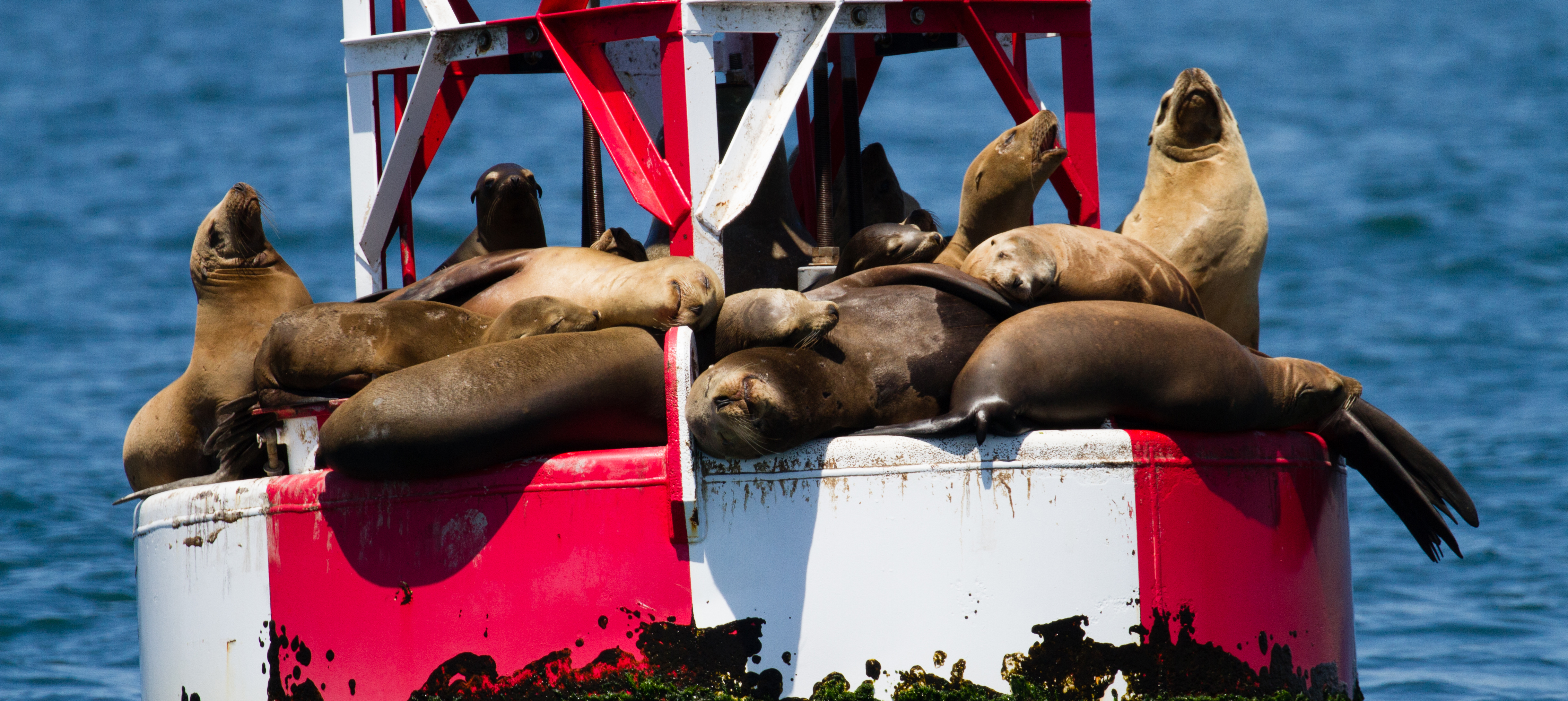 whale-watching-manhattan-beach-trips